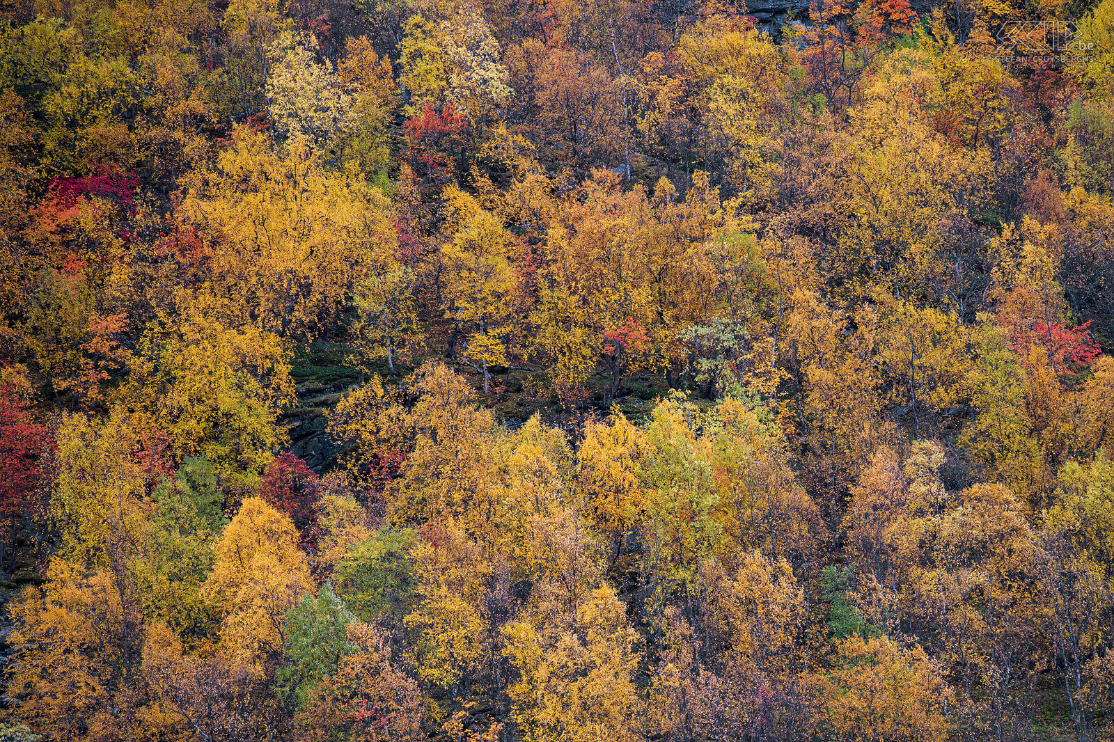 Norway - Oteren - Signaldalen - Autumn colors  Stefan Cruysberghs